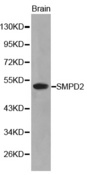 Western blot analysis of brain tissue lysate using SMPD2 antibody.