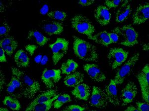 Immunofluorescent staining of U87-MG cells using anti-SMPD2 antibody.