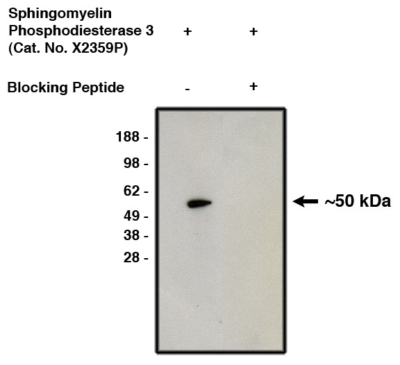 Western blot of affinity purified nSMase2 antibody (LS-C140613) on human brain lysate. Antibody without (lane 1) or with (lane 2) blocking peptide. Visualized using mouse anti-rabbit HRP conjugated at 1:200K dilution).