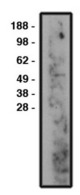 Western blot of nSMase2 antibody (LS-C140614) on human brain lysate. Lysate used at 14 ug/lane. Antibody used at 10
