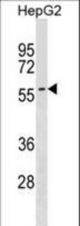 SMPD3 Antibody western blot of HepG2 cell line lysates (35 ug/lane). The SMPD3 antibody detected the SMPD3 protein (arrow).