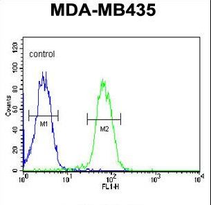 ASM3A Antibody flow cytometry of MDA-MB435 cells (right histogram) compared to a negative control cell (left histogram). FITC-conjugated goat-anti-rabbit secondary antibodies were used for the analysis.