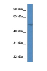 SMPDL3A antibody LS-C135272 Western blot of Mouse Heart lysate. Antibody concentration 1 ug/ml.