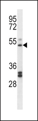 PTGIR Antibody western blot of K562 cell line lysates (35 ug/lane). The PTGIR antibody detected the PTGIR protein (arrow).