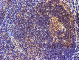 IHC of paraffin-embedded Human tonsil using anti-SMS mouse monoclonal antibody.