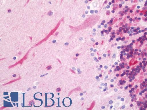 Anti-PTGIR / IP Receptor antibody IHC staining of human brain, cerebellum. Immunohistochemistry of formalin-fixed, paraffin-embedded tissue after heat-induced antigen retrieval. Antibody LS-B11456 concentration 20 ug/ml.
