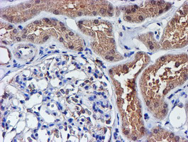 IHC of paraffin-embedded Human Kidney tissue using anti-SMS mouse monoclonal antibody.