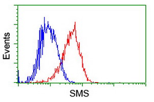 Flow cytometry of HeLa cells, using anti-SMS antibody (Red), compared to a nonspecific negative control antibody (Blue).