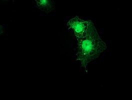 Anti-SMS mouse monoclonal antibody immunofluorescent staining of COS7 cells transiently transfected by pCMV6-ENTRY SMS.
