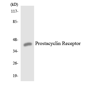 Western blot of the lysates from HUVEC cells using Prostacyclin Receptor antibody.