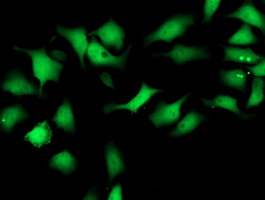Immunofluorescent staining of HeLa cells using anti-SMS mouse monoclonal antibody.