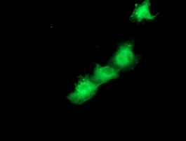 Anti-SMS mouse monoclonal antibody immunofluorescent staining of COS7 cells transiently transfected by pCMV6-ENTRY SMS.