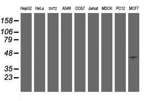 Western blot of extracts (35 ug) from 9 different cell lines by using anti-SMS monoclonal antibody (HepG2: human; HeLa: human; SVT2: mouse; A549: human; COS7: monkey; Jurkat: human; MDCK: canine; PC12: rat; MCF7: human).
