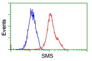 Flow cytometry of HeLa cells, using anti-SMS antibody (Red), compared to a nonspecific negative control antibody (Blue).