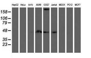 Western blot of extracts (35 ug) from 9 different cell lines by using g anti-SMS monoclonal antibody (HepG2: human; HeLa: human; SVT2: mouse; A549: human; COS7: monkey; Jurkat: human; MDCK: canine; PC12: rat; MCF7: human).