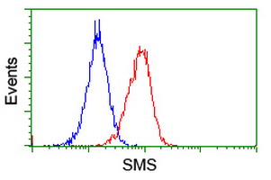 Flow cytometry of Jurkat cells, using anti-SMS antibody (Red), compared to a nonspecific negative control antibody (Blue).