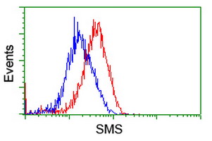Flow cytometry of HeLa cells, using anti-SMS antibody (Red), compared to a nonspecific negative control antibody (Blue).