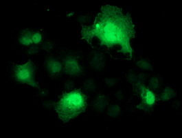 Anti-SMS mouse monoclonal antibody immunofluorescent staining of COS7 cells transiently transfected by pCMV6-ENTRY SMS.