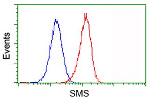 Flow cytometry of Jurkat cells, using anti-SMS antibody (Red), compared to a nonspecific negative control antibody (Blue).