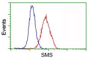 Flow cytometry of HeLa cells, using anti-SMS antibody (Red), compared to a nonspecific negative control antibody (Blue).