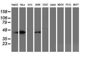 Western blot of extracts (35 ug) from 9 different cell lines by using anti-SMS monoclonal antibody (HepG2: human; HeLa: human; SVT2: mouse; A549: human; COS7: monkey; Jurkat: human; MDCK: canine; PC12: rat; MCF7: human).