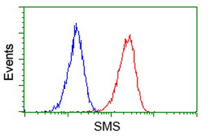 Flow cytometry of Jurkat cells, using anti-SMS antibody (Red), compared to a nonspecific negative control antibody (Blue).