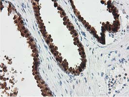 IHC of paraffin-embedded Human prostate tissue using anti-SMS mouse monoclonal antibody.