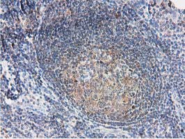 IHC of paraffin-embedded Human lymph node tissue using anti-SMS mouse monoclonal antibody.