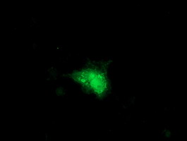 Anti-SMS mouse monoclonal antibody immunofluorescent staining of COS7 cells transiently transfected by pCMV6-ENTRY SMS.