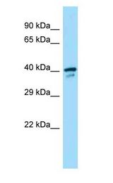 SMS / Spermine Synthase antibody Western Blot of Mouse Small Intestine.