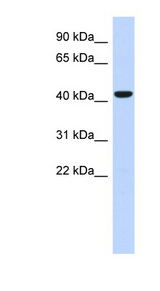SGMS2 antibody LS-C102513 Western blot of Fetal Heart lysate.