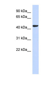 SGMS2 antibody LS-C102514 Western blot of 293T cell lysate.