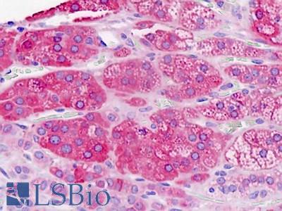 Anti-SMS2 / SGMS2 antibody IHC staining of human adrenal. Immunohistochemistry of formalin-fixed, paraffin-embedded tissue after heat-induced antigen retrieval.