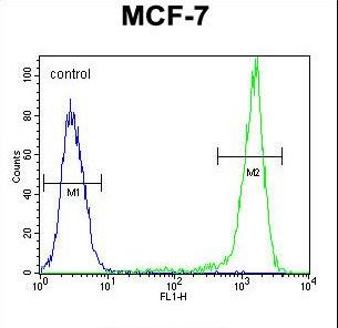 SGMS2 Antibody flow cytometry of MCF-7 cells (right histogram) compared to a negative control cell (left histogram). FITC-conjugated goat-anti-rabbit secondary antibodies were used for the analysis.