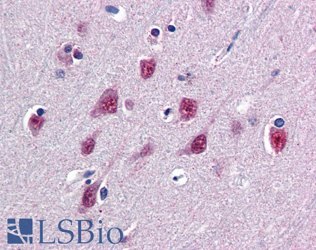 Anti-SMUG1 antibody IHC of human brain, cortex. Immunohistochemistry of formalin-fixed, paraffin-embedded tissue after heat-induced antigen retrieval. Antibody LS-B2587 concentration 5 ug/ml.