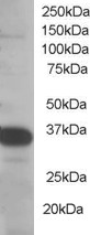 Antibody staining (0.5 ug/ml) of Molt-4 lysate (RIPA buffer, 35 ug total protein per lane). Primary incubated for 1 hour. Detected by Western blot of chemiluminescence.
