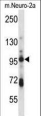 SMURF1 Antibody western blot of mouse Neuro-2a cell line lysates (35 ug/lane). The SMURF1 antibody detected the SMURF1 protein (arrow).