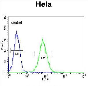 SMYD1 Antibody flow cytometry of HeLa cells (right histogram) compared to a negative control cell (left histogram). FITC-conjugated goat-anti-rabbit secondary antibodies were used for the analysis.