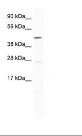 NIH 3T3 Cell Lysate