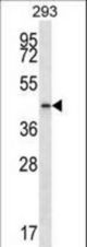 PTGR2 Antibody western blot of 293 cell line lysates (35 ug/lane). The PTGR2 antibody detected the PTGR2 protein (arrow).