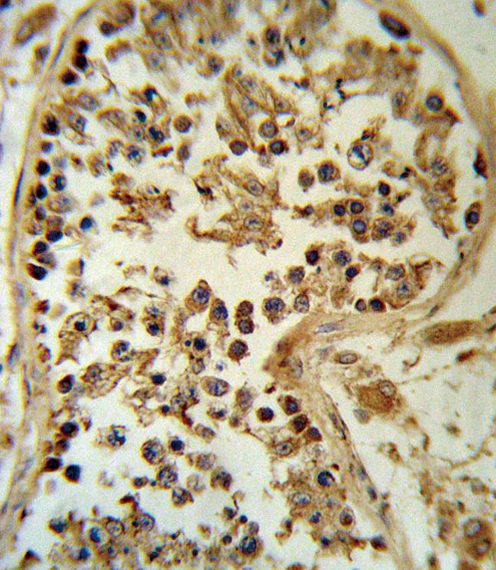 SMYD3 Antibody IHC of formalin-fixed and paraffin-embedded human testis tissue followed by peroxidase-conjugated secondary antibody and DAB staining.