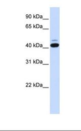 Hela cell lysate. Antibody concentration: 1.0 ug/ml. Gel concentration: 12%.