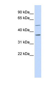 PTGR2 / ZADH1 antibody LS-C102500 Western blot of MCF7 cell lysate.