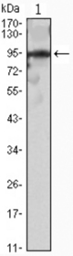 Western blot using SNAI2 mouse monoclonal antibody against SNAI2(AA: 1-128)-hIgGFc transfected HEK293 cell lysate.