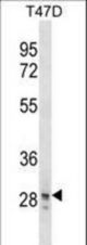 SNAI3 Antibody western blot of T47D cell line lysates (35 ug/lane). The SNAI3 antibody detected the SNAI3 protein (arrow).