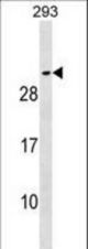 SNAP25 Antibody western blot of 293 cell line lysates (35 ug/lane). The SNAP25 antibody detected the SNAP25 protein (arrow).