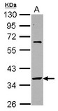 Sample (30 ug of whole cell lysate) A: HeLa 10% SDS PAGE SNAPC2 / SNAP45 antibody diluted at 1:10000