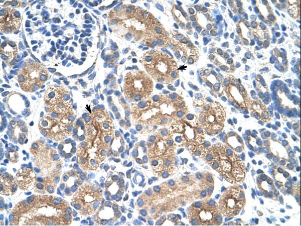 SNAPC2 / SNAP45 antibody LS-C31825 was used in IHC to stain formalin-fixed, paraffin-embedded human kidney.