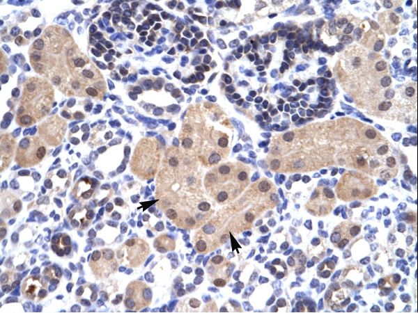 SNAPC2 / SNAP45 antibody LS-C30801 was used in IHC to stain formalin-fixed, paraffin-embedded human kidney.