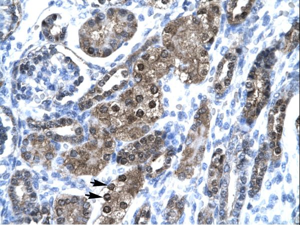 SNAPC2 / SNAP45 antibody LS-C30418 was used in IHC to stain formalin-fixed, paraffin-embedded human kidney.